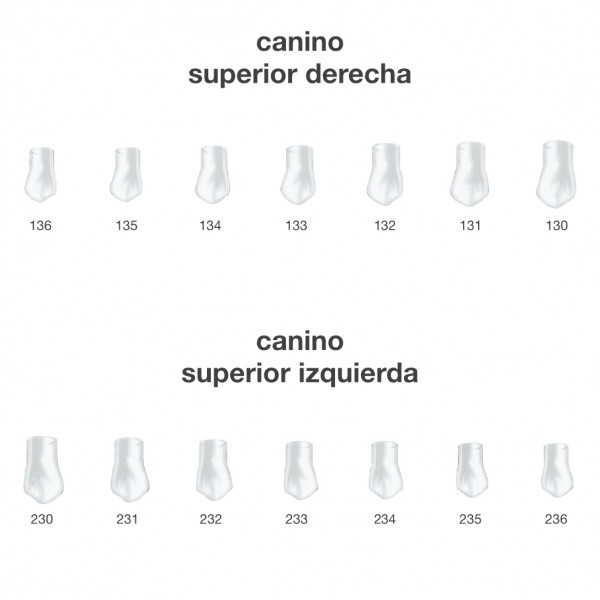 CORONAS CANINO SUPER. FRASACO – Anatómiai koronák restaurációhoz, 5 db