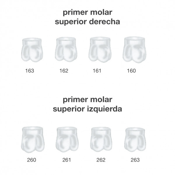 CORONAS PRIMER MOLAR SUPER. FRASACO – Couronnes acier préformées