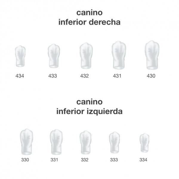 CORONAS CANINO INFER. FRASACO – Couronnes anatomiques pour restauration, 5u