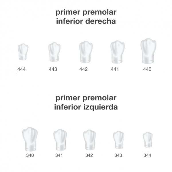 FRASACO ST5K443 – Corone preformate premolare inf. destra x5