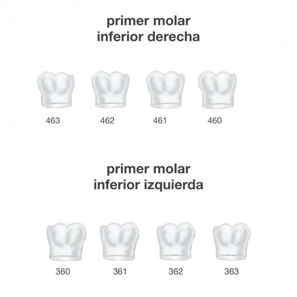 CORONAS PRIMER MOLAR INFER. FRASACO – Corone in acciaio inossidabile