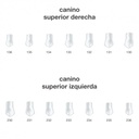 CORONAS CANINO SUPER. FRASACO – Coronas anatómicas para restauración, 5u