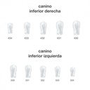 CORONAS CANINO INFER. FRASACO – Coronas anatómicas para restauración, 5u