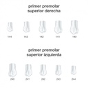 FRASACO ST5K243 – Coronas preformadas premolar superior izda x5